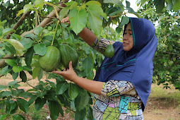 Desa Sumberjatipohon Rintis Agrowisata Baru