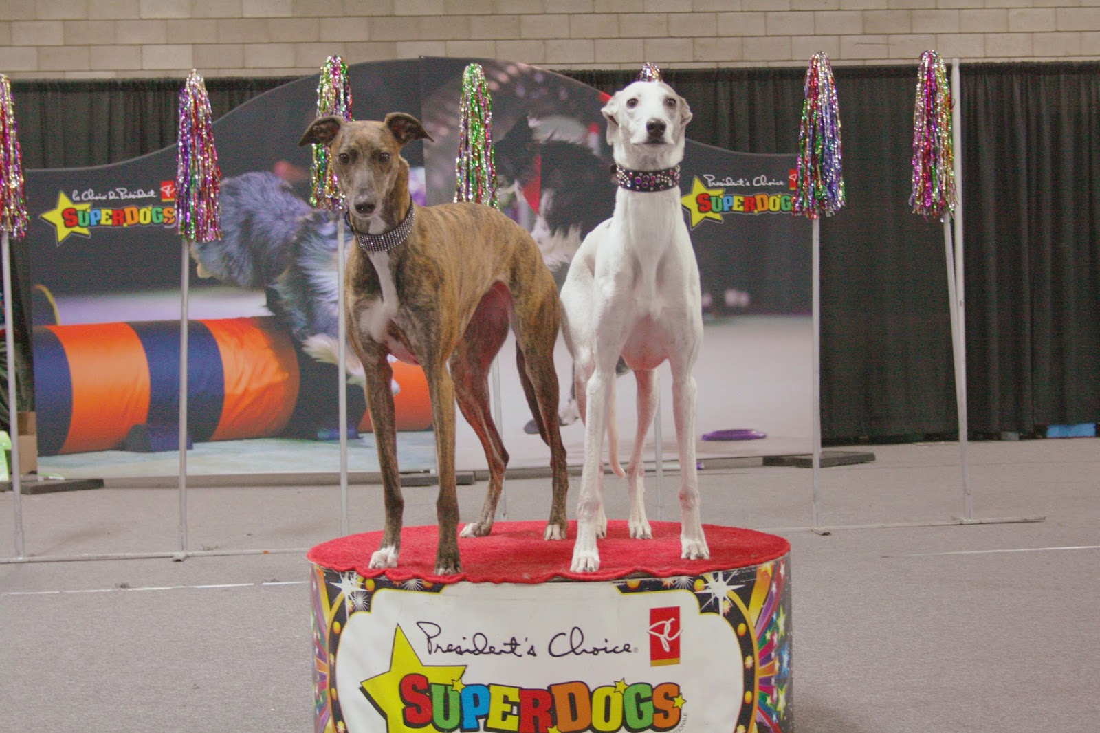 Apex Agility Greyhounds SuperDogs Edmonton Boat and Sportsmen's Show