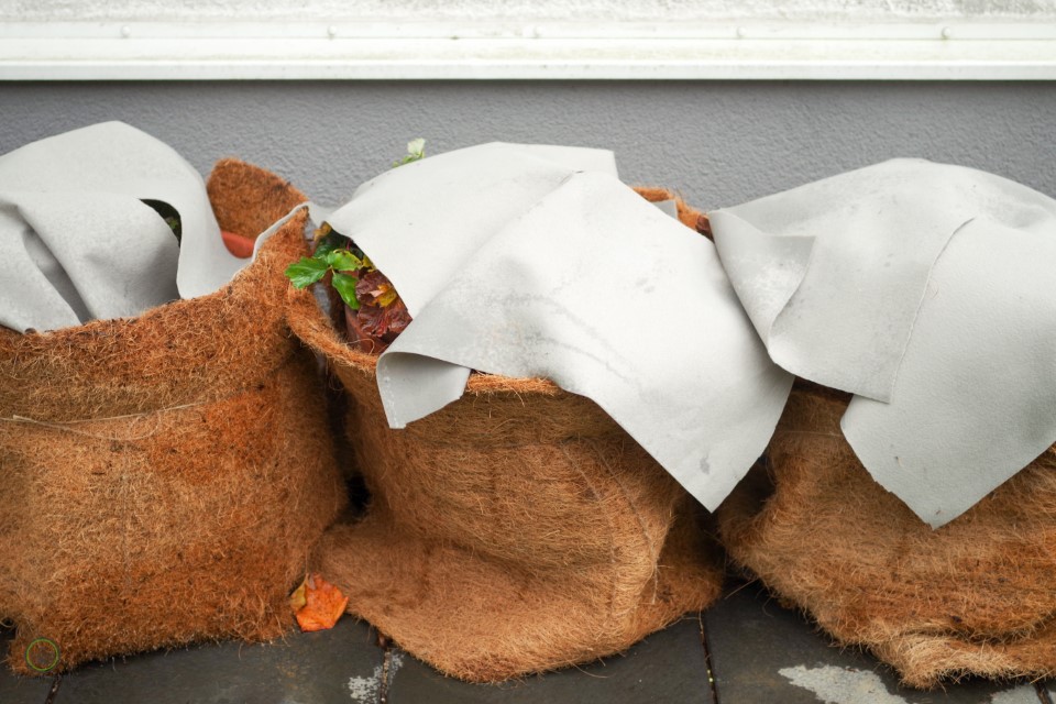 Erdbeeren In Topfen Uberwintern Ab Damit In Den Keller