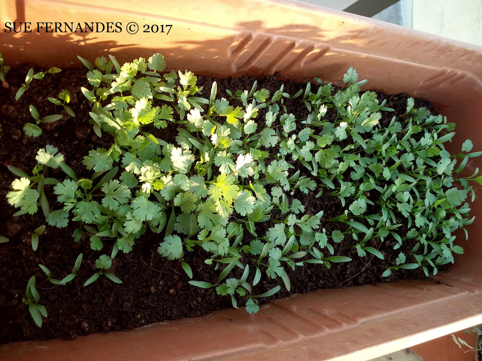 Plants Growing In My Potted Garden. How To Grow Cilantro/Coriander