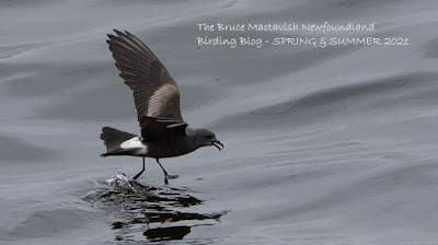 The Bruce Mactavish Newfoundland Birding Blog