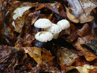 Marasmius rotula DSC43617