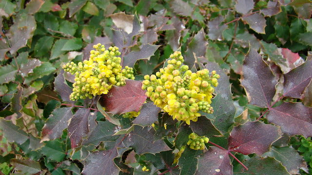 Mahonia o uvas de Oregón (Mahonia aquifolium (Pursh) Nutt.).