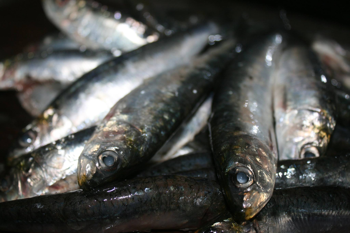 Recette de Sardines à l'escabèche façon pieds noirs
