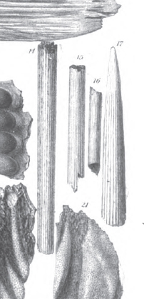 Fossils And Other Living Things The Taxonomy Apprentice