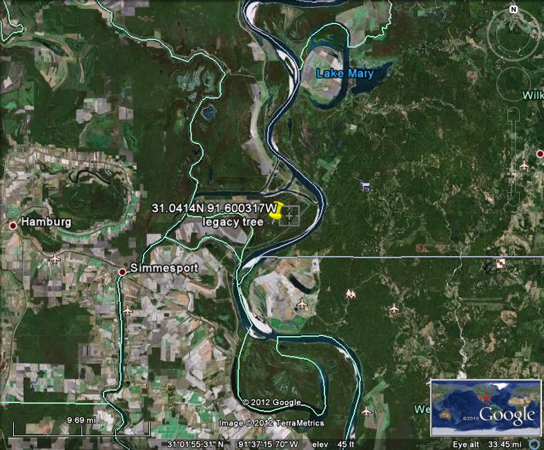 Louisiana Purchase Cypress Legacy Three Rivers WMA Giant Cypress