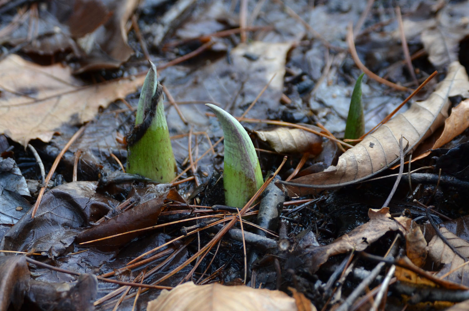 Woods Walks and Wildlife Skunk Cabbage Buds