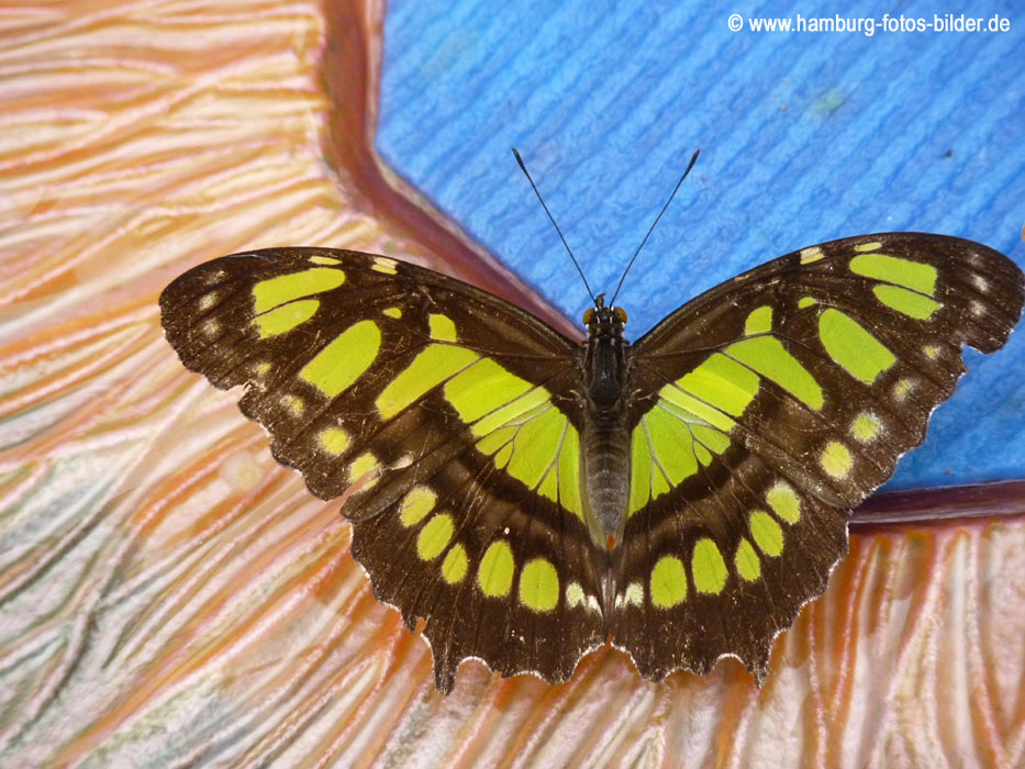 Schmetterlingspark Friedrichsruh, Bilder und Informationen