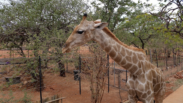 Okutala Namibia