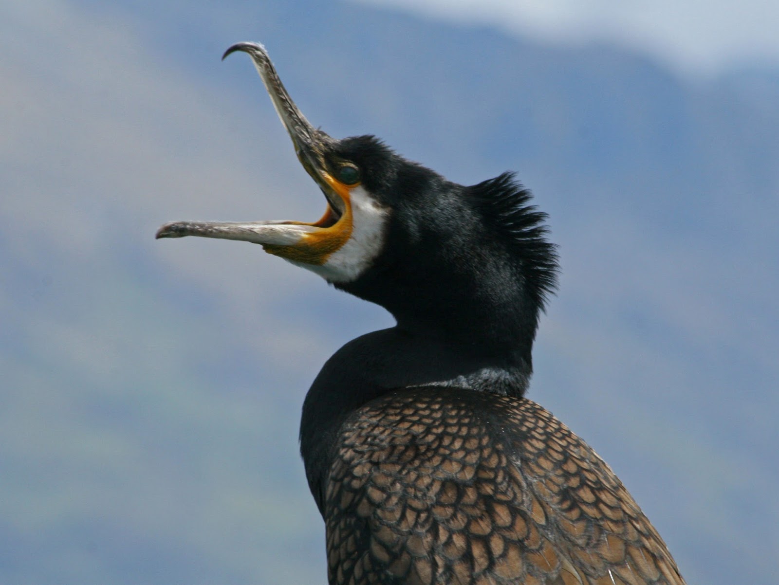 ANTHROPOLOGY OF ACCORD Chinese fishermen and their cormorant birds