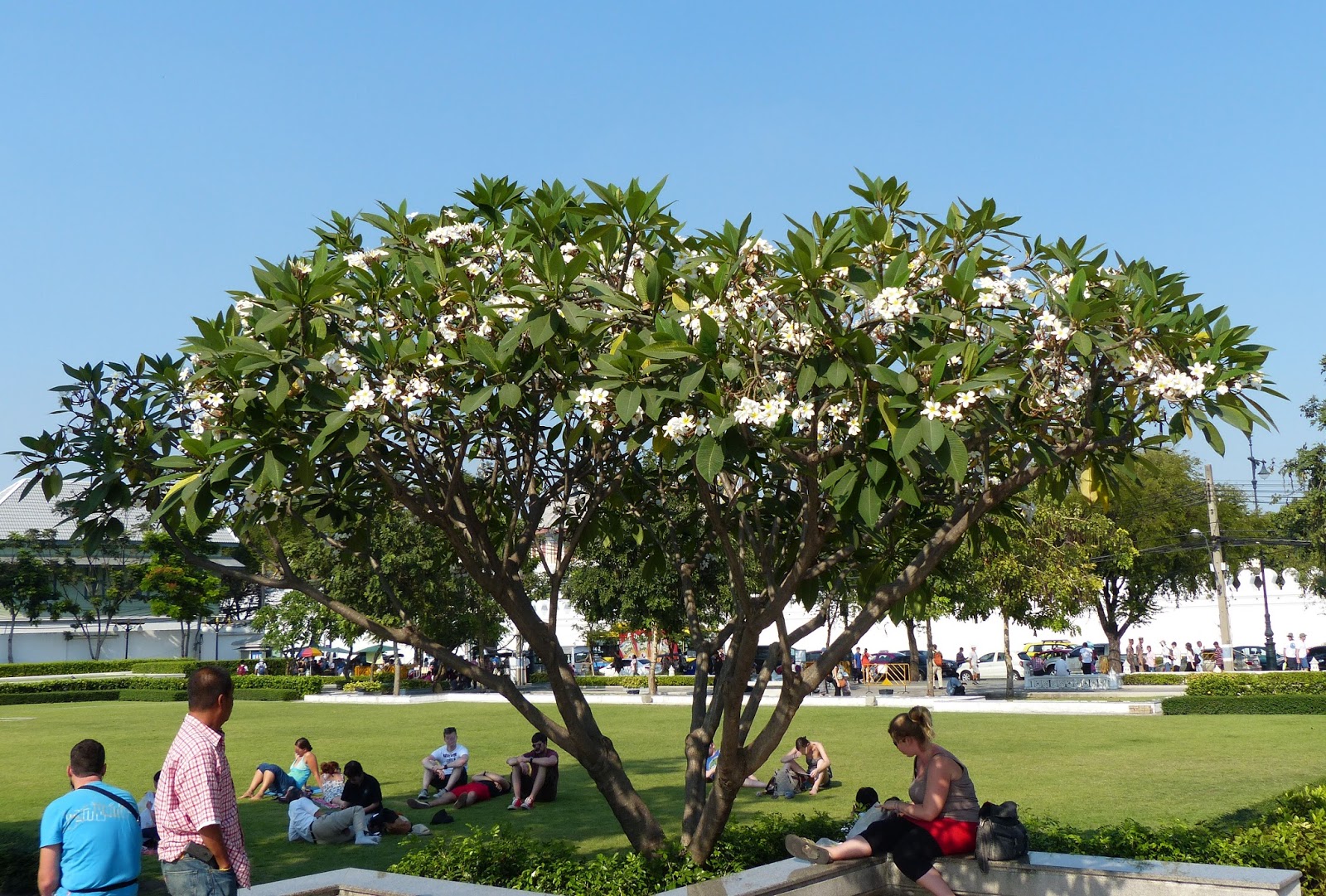 Flower Facts Plumeria, A Flower Which milky sap is poisonous and may
