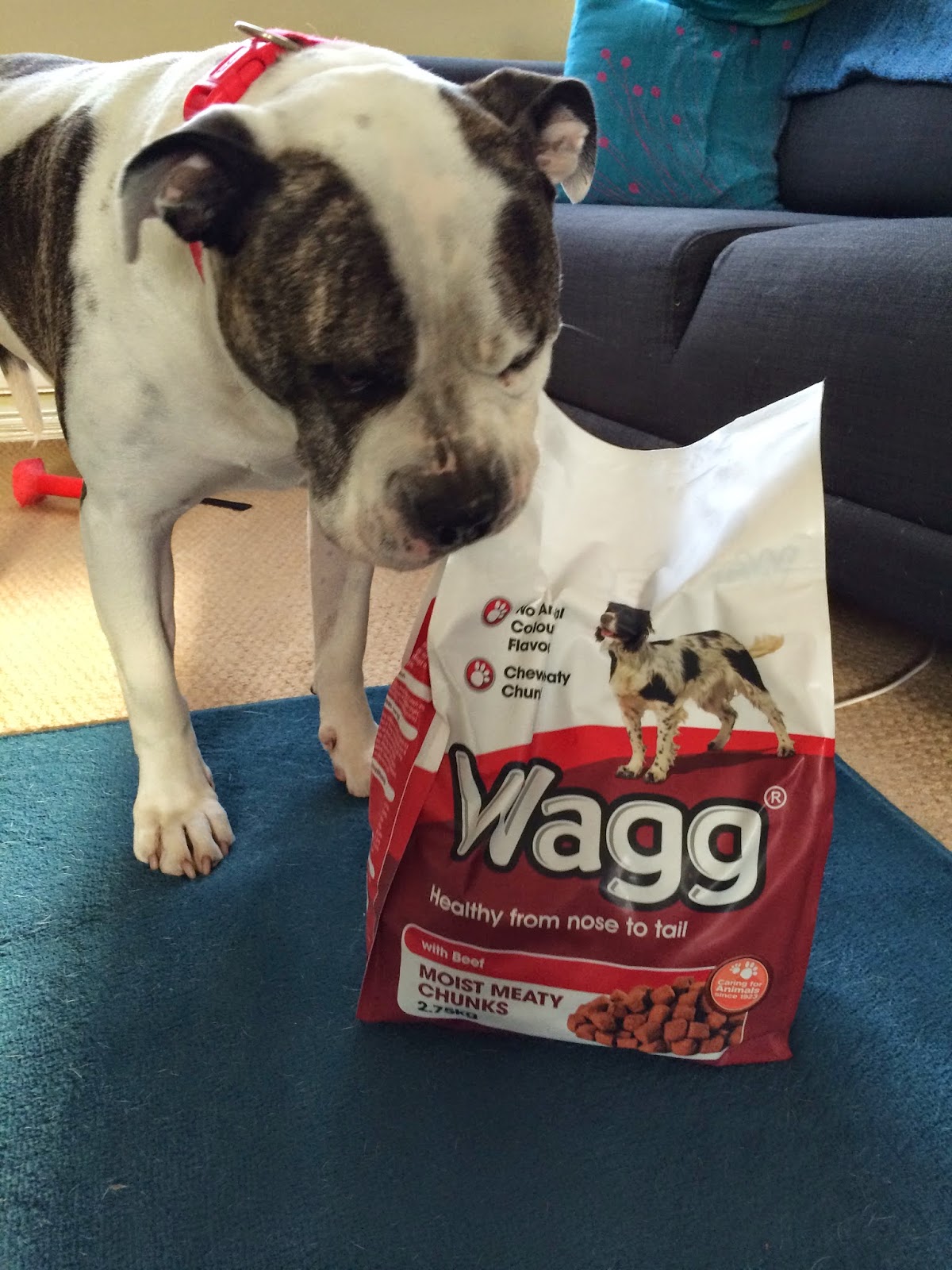 Winston's Woofs Important Review Task from Wagg