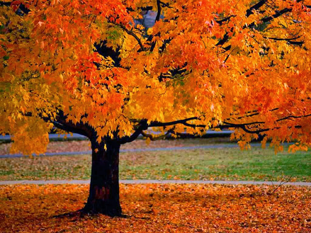 Fall, October, tree, leaves