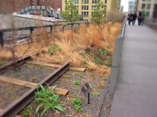 New York _High Line