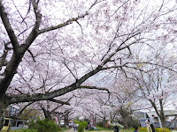 交野市・妙見河原の桜