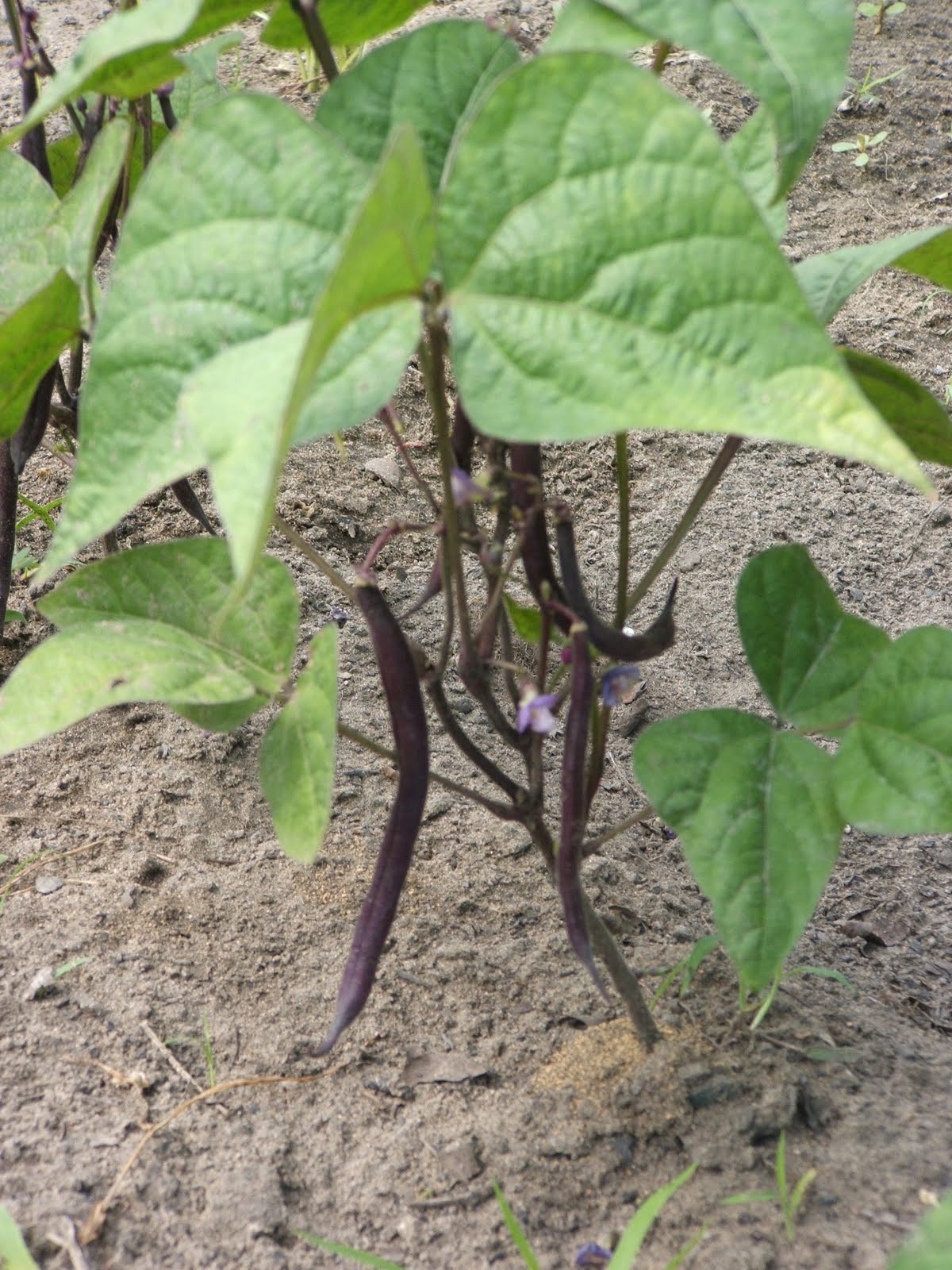 God's Growing Garden The Magic Purple Bean