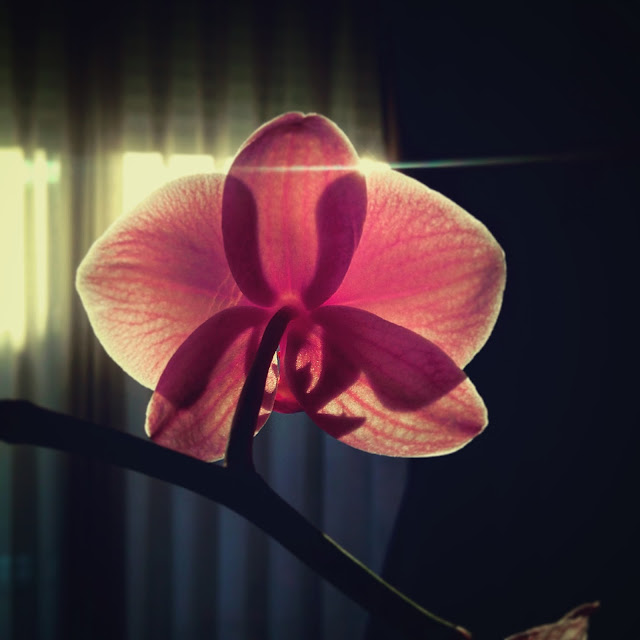 Flor de Orquídea color rosa con contraluz