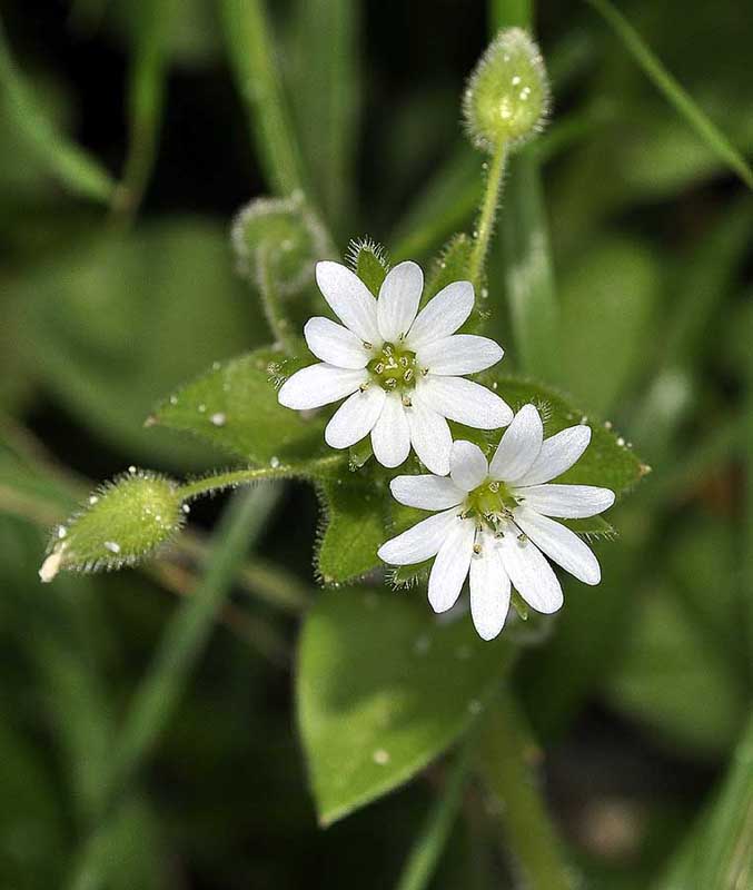 Flora hellenica Cerastium glomeratum