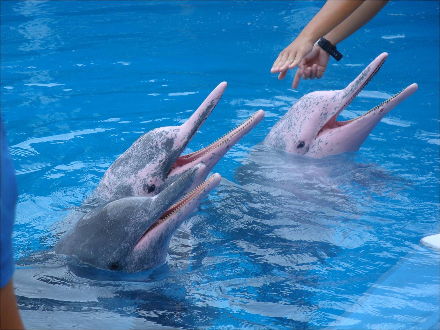 Амазонский дельфин 4. Амазонский Речной Дельфин. Амазонский розовый Дельфин. Розовый Дельфин боуто. Дельфин боуто фото.
