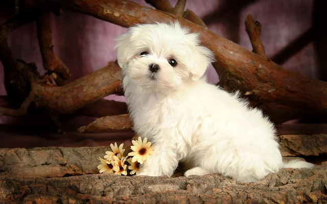 Foto van een lief schattig Maltezer Leeuwtje.