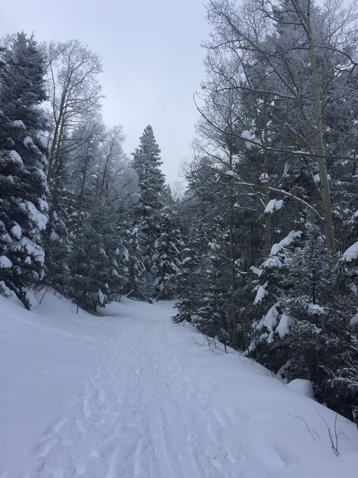 Snowshoeing Aspen Vista
