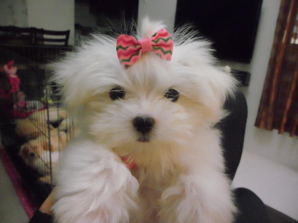 Soffy Love ~ MiidaSpeaks