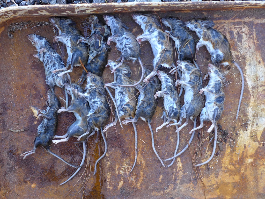 Nails and Sawdust Best mouse trap