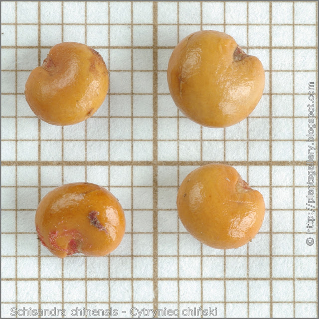 Schisandra chinensis seeds - Cytryniec chiński nasiona