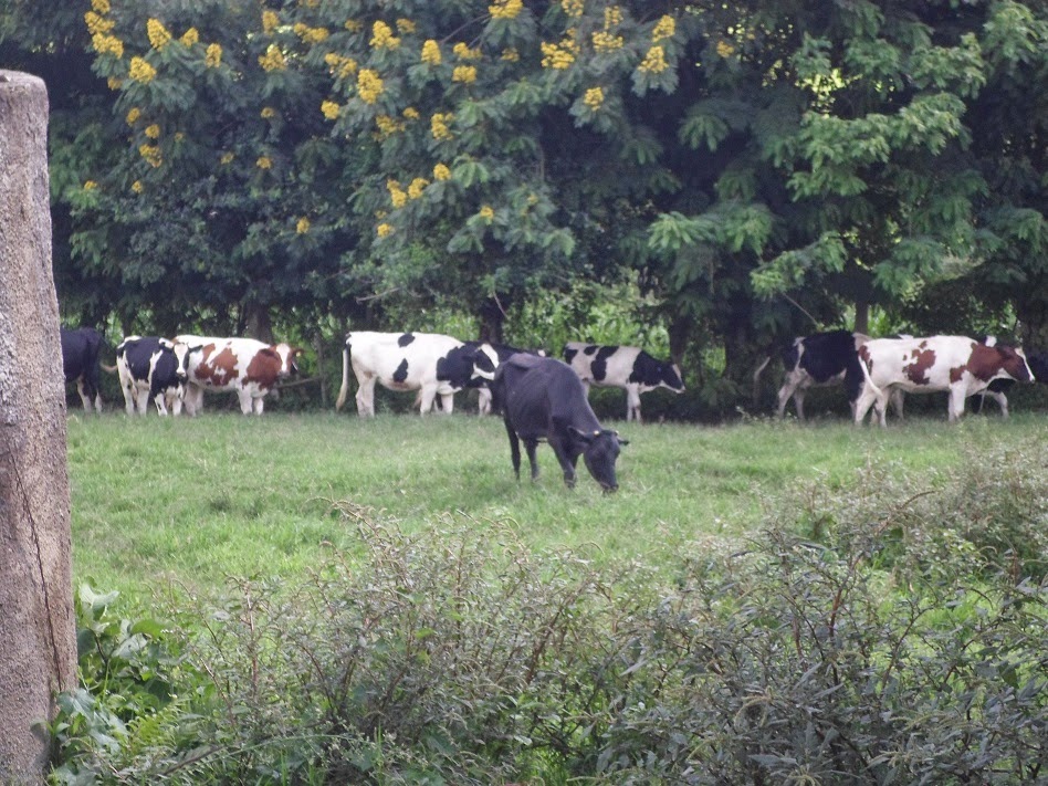 HOUSES FOR SALE KAMPALA, UGANDA FARM FOR SALE MITYANA ROAD