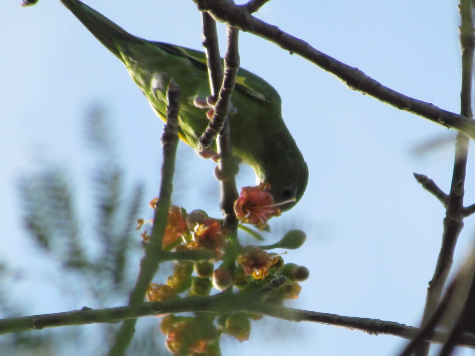 Foto Blog Puerto Rico Fotos de Aves en Puerto Rico