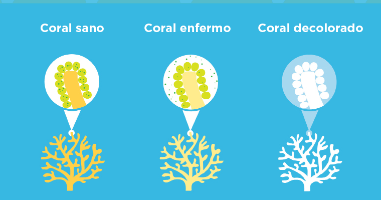 VENTE DE VERDE: Corales, cambio climático y mar de Alborán