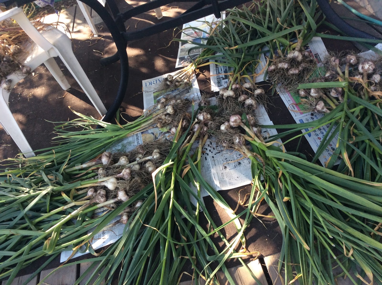 Backyard Garden Grow Garlic in Alberta