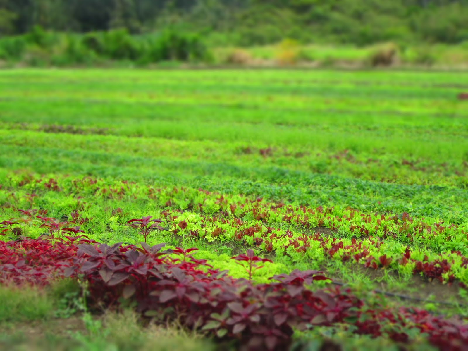 harro pretty.: nalo farms.