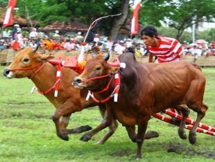 SAPI MADURA 1 | GAMBAR SAPI