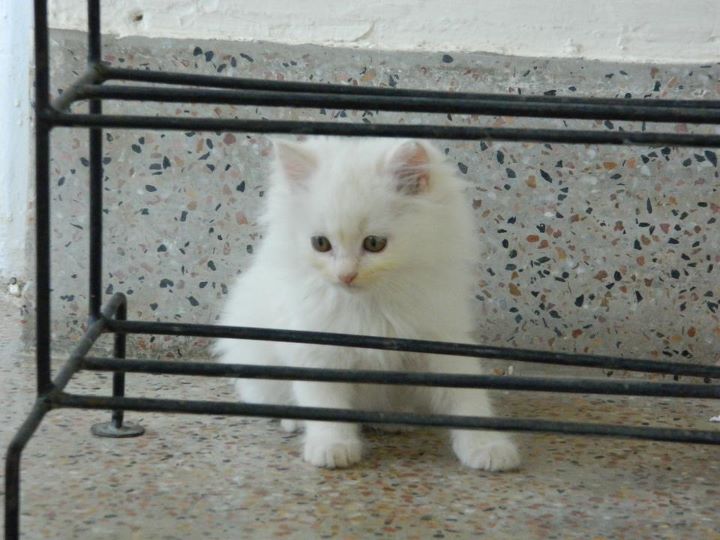 2 Months Old White Persian Cat For Sale In Karachi Pets For Sale In