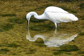 bird, egret, reflection