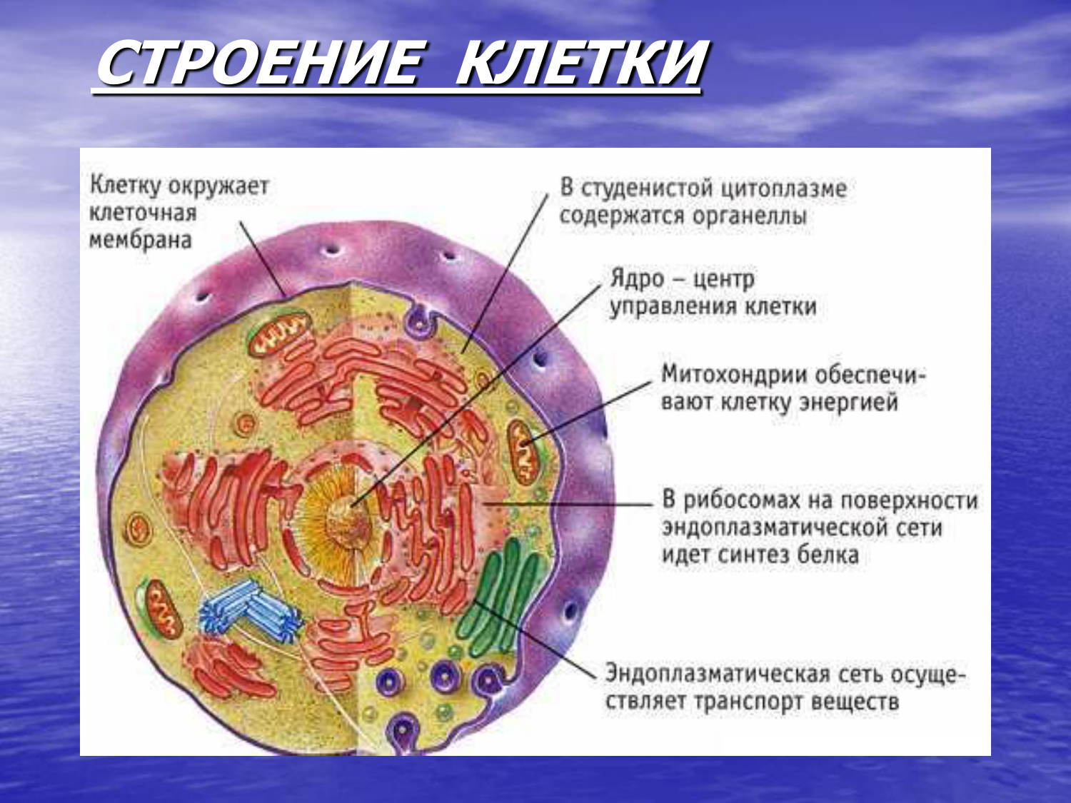 Органоиды клетки ядро функции