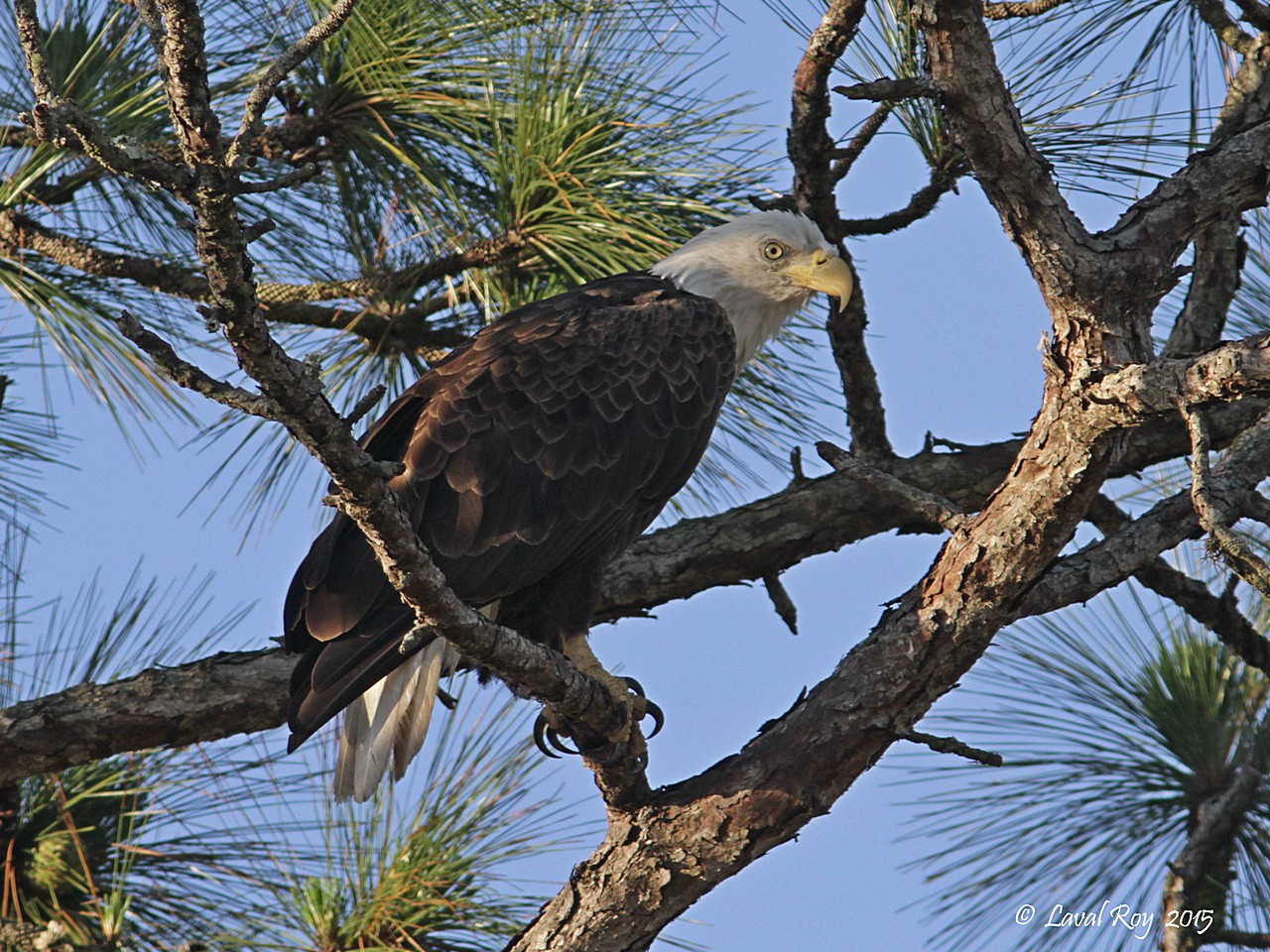 Des oiseaux sur ma route: Des oiseaux fascinants ( États-Unis: Floride )
