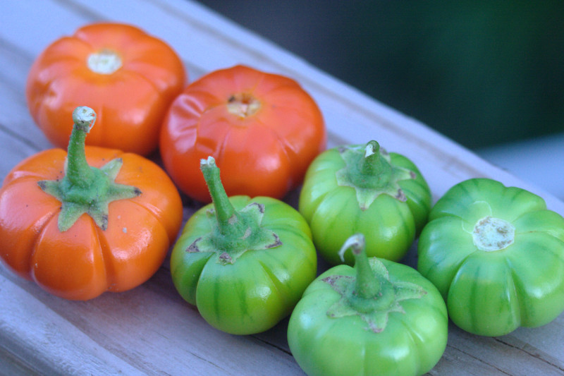 Scarlet Eggplant, Mock Tomato Mini Pumpkins, Japanese Golden Eggs