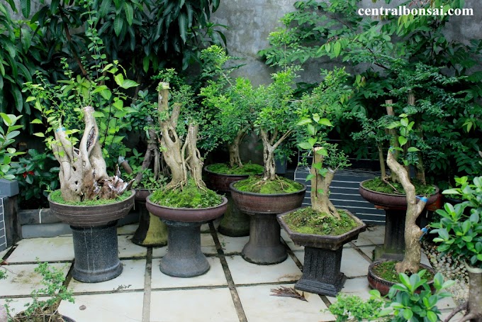 Perbedaan Bonsai Bakalan-Tunggul-Bonsai Tanaman