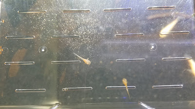 Top view of 2-week-old albino cory catfish fry in a plastic breeder container