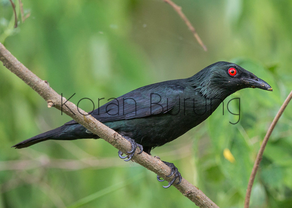 Cara Merawat Burung Camperling Atau Cucak Keling Agar Cepat Gacor Cara Merawat Burung Camperling Atau Cucak Keling Agar Cepat Gacor