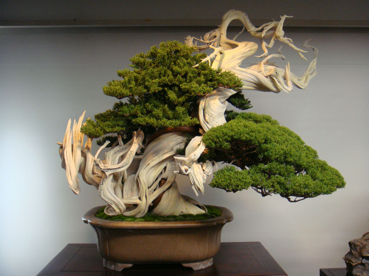A magnifica arte do Bonsai Marte é para os Fracos