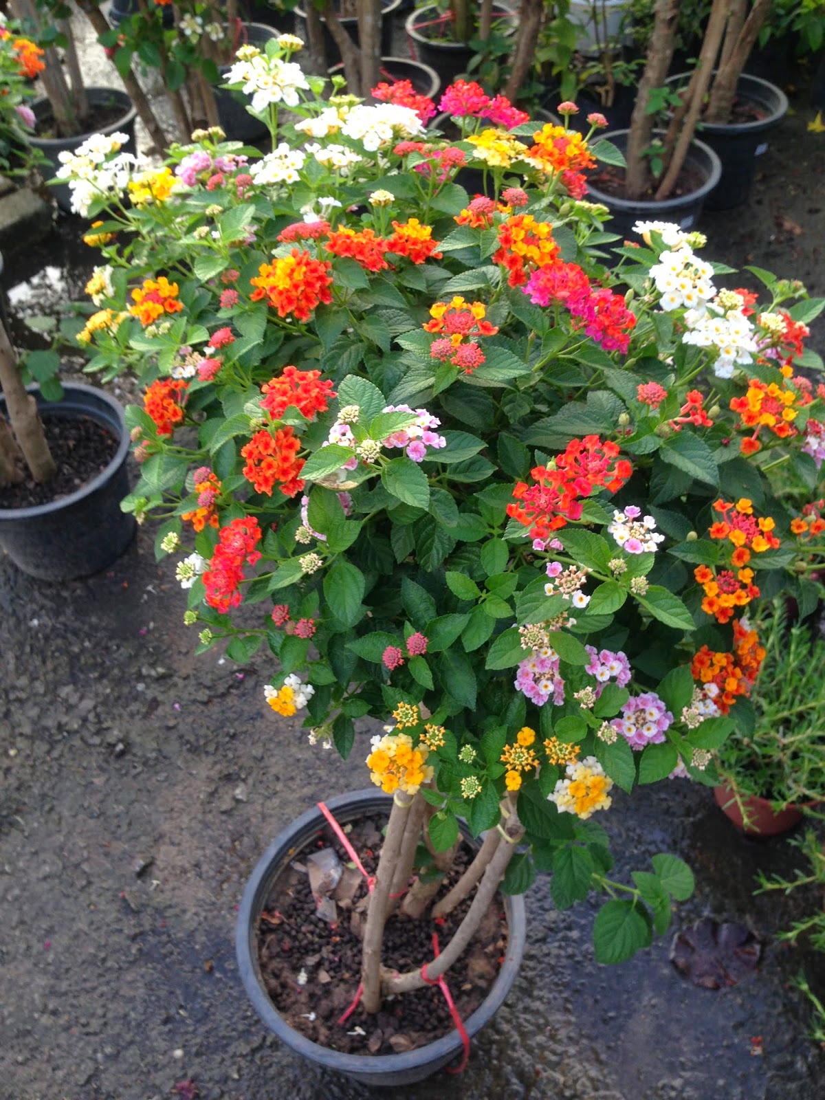 Check out our lantana bonsai selection for the very best in unique or custo...