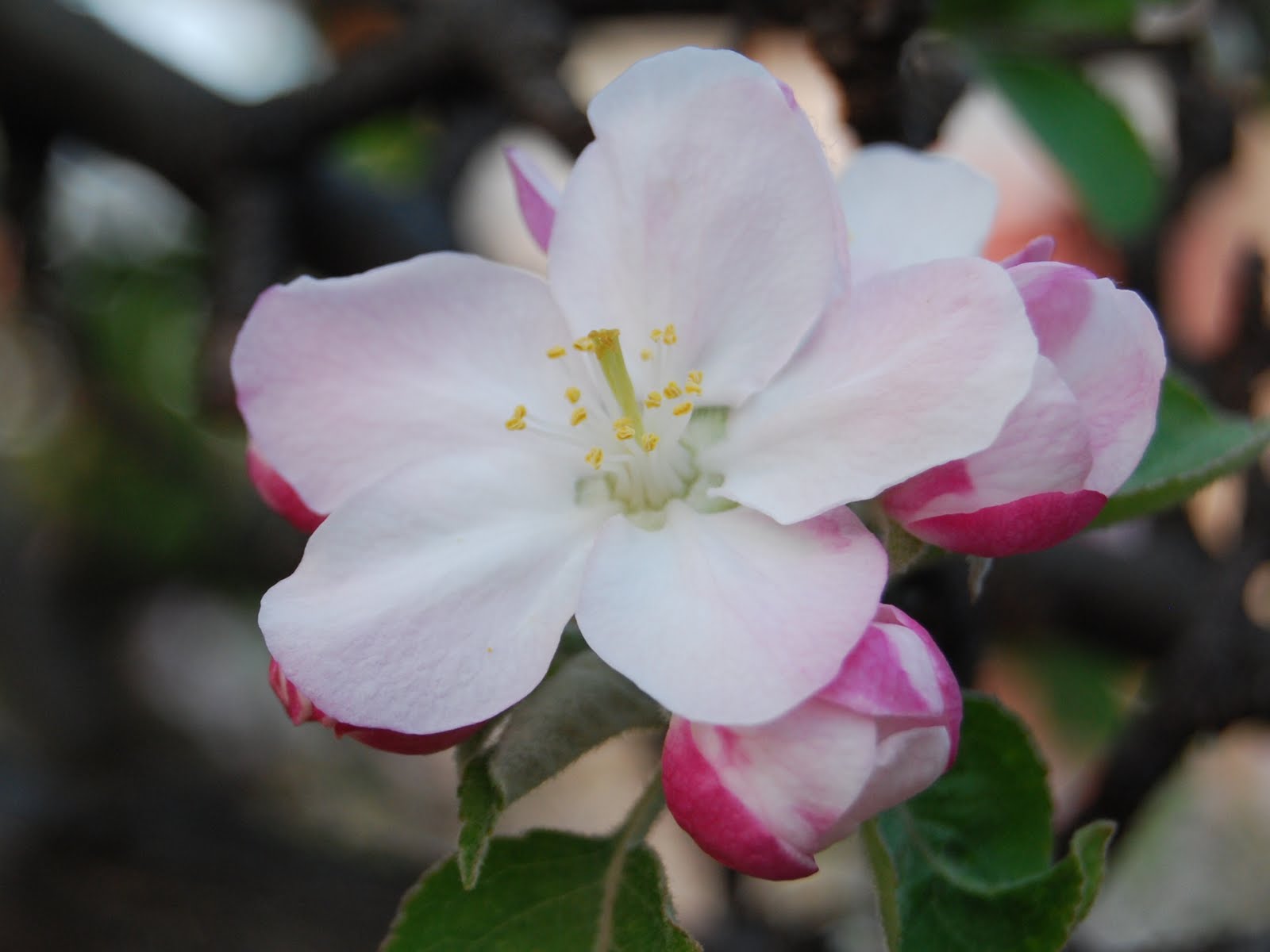 colored garden Apple blossoms