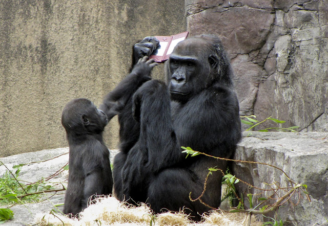 A gorilla playing Nintendo DSi XL, gorilla pictures, gorilla playing nintendo