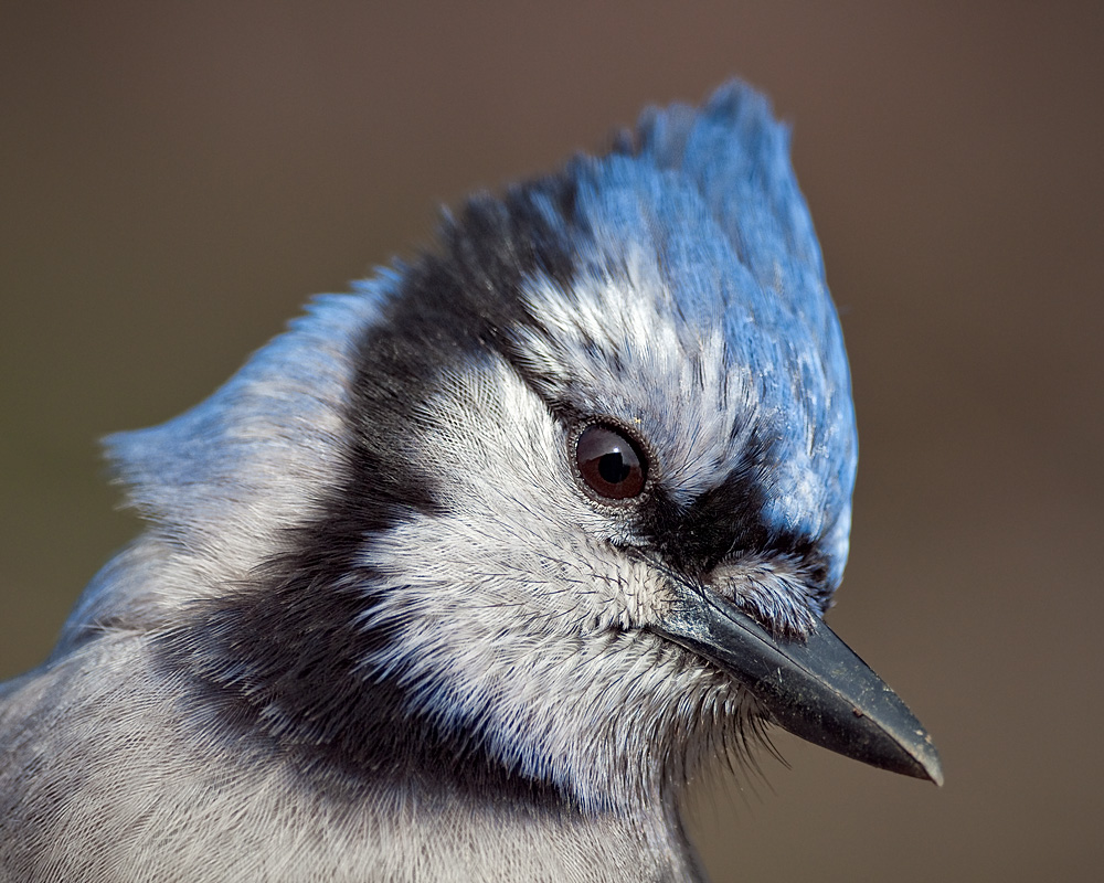 Pictures Blog Blue Jay Head