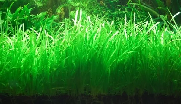 Dwarf Sagittaria - Cara Membuat Aquascape