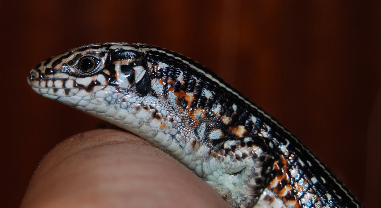 Enciclopedia del Terrario Zonosaurus ornatus, el zonosaurio ornado.