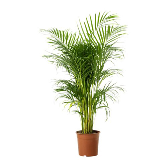 Cây cau cảnh là một trong các loại cây cảnh trồng trong nhà mang lại hiệu quả ‘trên cả tuyệt vời’ Cây cau cảnh là một trong các loại cây cảnh trồng trong nhà mang lại hiệu quả ‘trên cả tuyệt vời’